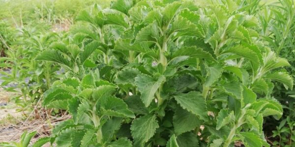 Hojas de stevia en nuestras fincas - Moringa del Sur