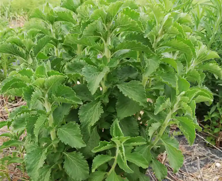 Hojas de stevia en nuestras fincas - Moringa del Sur